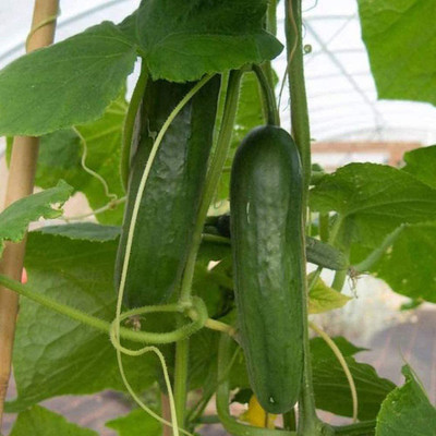 CYBEXIS Heirloom Thornless Cucumber Seeds 2000 Seeds Seed(2000 per packet)