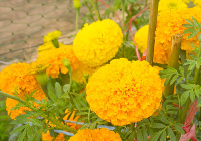 Greenspice marigold/gende ka phool flower seeds Seed(50 per packet)