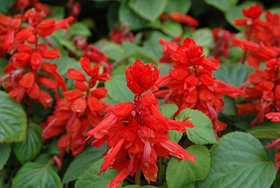 Quentova Salvia St johns fire-KMT-4O Seed(100 per packet)