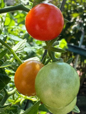 XOLDAA tomato Seed(110 per packet)