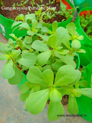 seedbasket Gangavalli Seeds Seed(1 per packet)