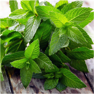 CYBEXIS GBPUT-61 - Peppermint - (450 Seeds) Seed(450 per packet)