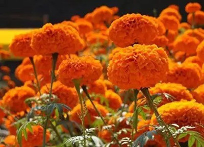 Aro Mari gold orange Seed(35 per packet)