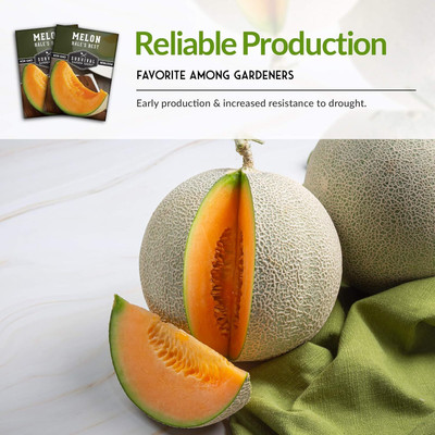 Qualtivate PUA-9A Hale's Best Musk Melon Seeds Seed(200 per packet)
