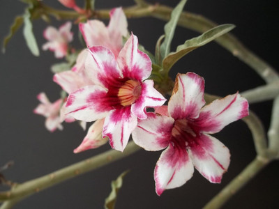 Qualtivate NBIR-403 Adenium somalense Blue boy Desert Rose Seed(30 per packet)