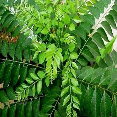 LPR KARRI PATTA Seed(8 per packet)