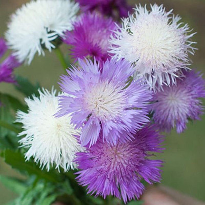 Aywal Sweet Sultan finest Mixed flowered Seed(40 per packet)