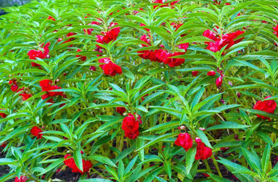BSARKAR garden balsam/ dopati flowers seed Seed(30 per packet)