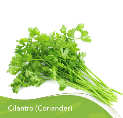 WILLVINE ATS-92 Coriander Seeds for Planting Seed(1000 per packet)