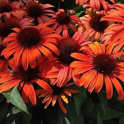 NooElec Seeds India Mix Multicolored Susan Coneflower Seeds Black-Eyed Non-GMO Heirloom- Flower Seed(50 per packet)