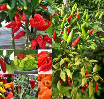 ibains Bullet chilli seed beez 23 Seed(23 per packet)