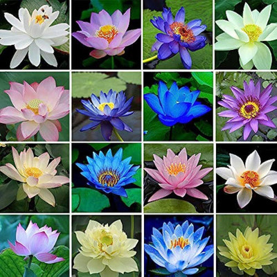 AloGardening Mixed Colour lotus Seed Per Packet- 16 Pc Seed(16 per packet)