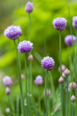 VibeX LXI-22 - Oriental Garlic Asian Chives Chinese - (750 Seeds) Seed(750 per packet)