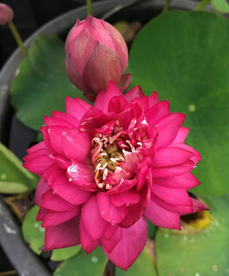 LPR LOTUS,KAMAL Seed(20 per packet)