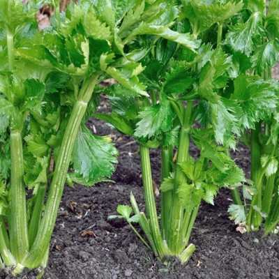 Quentova Celery Organic Herb/Vegetable-4K-QLTY Seed(100 per packet)