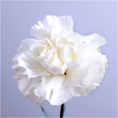 CYBEXIS Grenadin White Carnation Seeds (Dianthus caryophyllus) Seed(1 g)