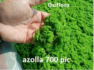 Oxiflora Azolla Seed, Lemna minor seeds Seed(700 per packet)