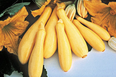 WILLVINE PUAS-385 Yellow Summer Squash Superpik F3 Seed(100 per packet)