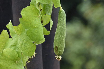 CYBEXIS XL-46 - Sponge Gourd (Torai) - (300 Seeds) Seed(300 per packet)