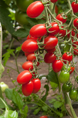 parrot creation tomato Seed(30 per packet)