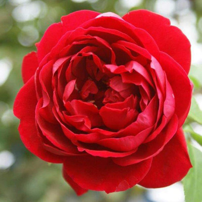 CYBEXIS TLX-92 - Cherry Garland™ Climbing Rose - (100 Seeds) Seed(100 per packet)