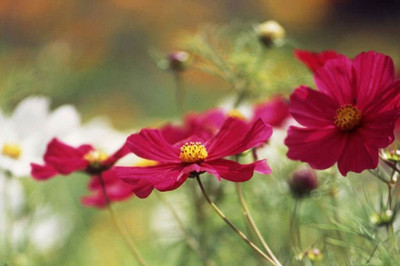 CYBEXIS Hybrid COSMOS - GAZEBO RED Seed(50 per packet)