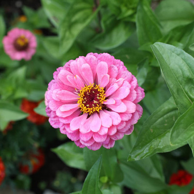 CRGO ZINNIA Seed(85 per packet)
