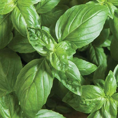 CYBEXIS HUA-48 - Sweet Basil Genovese Ocimum Basilicum - (4500 Seeds) Seed(4500 per packet)