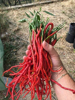 KNESSiN Chilli seeds, Thunder Mountain Longhorn Seed(200 per packet)
