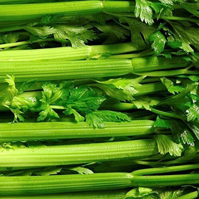 Qualtivate TLX-6 Celery Seed, Tendercrisp Seed(500 per packet)