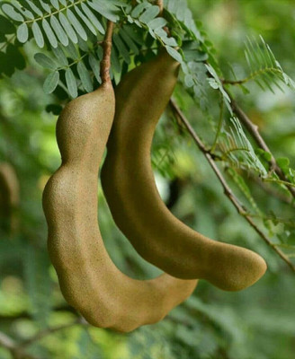 Aywal Meethi Imli ( Tamarind) Seed(11 g)