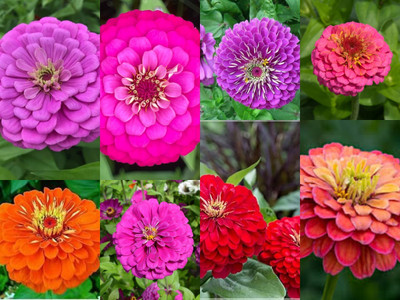 ibains Zinnia seeds double hybrid, Zinnia dwarf flower seeds all colours Seed(30 per packet)