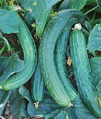 WILLVINE TLX-253 Heirloom Suyo Long Cucumber Seeds Seed(200 per packet)