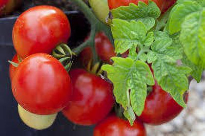 oiver tomato seed Seed(48 per packet)