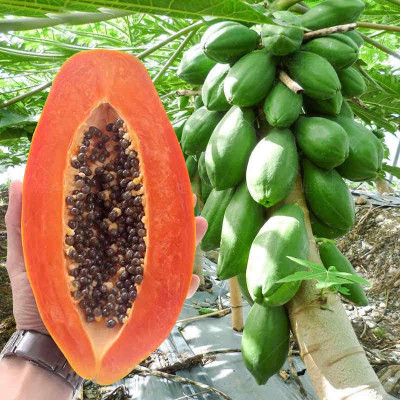 DEYS AGRO ™ hybrid PAPAYA seeds, sweet varity, for yor rooftop garden Seed(148 per packet)