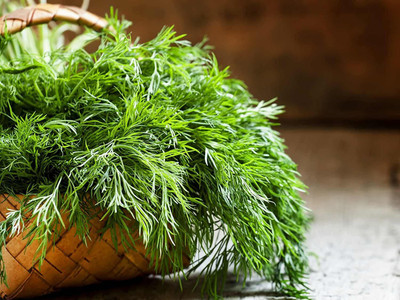 VibeX XLL-35 - Dill Culinary Herb - (2250 Seeds) Seed(2250 per packet)