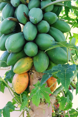 Pbevergreen Orginal Red Lady Papaya Seed(240 per packet)