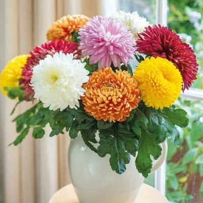 EKAKSHAR Chrysanthemum Mix (200 Seeds) Flower 200 Beej W1 Seed(200 per packet)