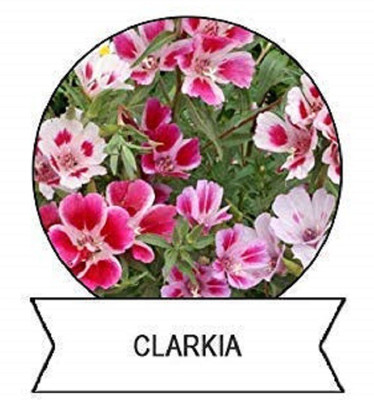 CYBEXIS Clarkia Flower Seeds100 Seeds Seed(100 per packet)