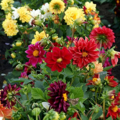 SRKR SEEDHUB dhalia flower seeds, f1 hybrid dalia flower seeds, daliya flower mix seeds Seed Seed(150 per packet)