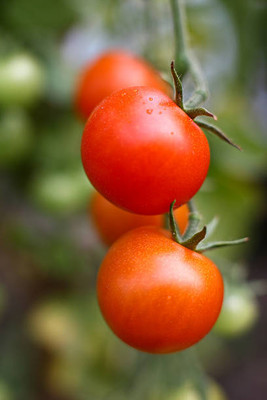 Arshiayat tomato Seed(60 per packet)