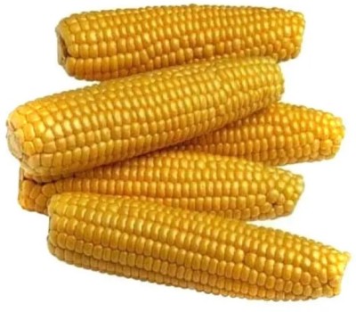 CEZIUS Corn seeds for farming, Seeds for corn farming, Farming corn Seed(100 per packet)