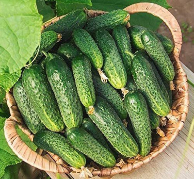 WILLVINE GBPUT-562 Seeds Cucumber Gherkin Seed(200 per packet)