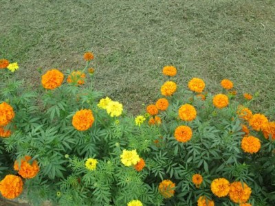 Faabiie marigold,gende ka phool seeds Seed(22 per packet)