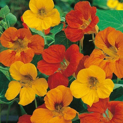 CYBEXIS Nasturtium Tom Thumb Seeds Hardy Perennial Flower Seed(1 g)