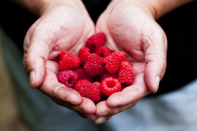 Hybrid Galaxy Raspberry sweet fruit hybrid eco-friendly Seed(20 per packet)