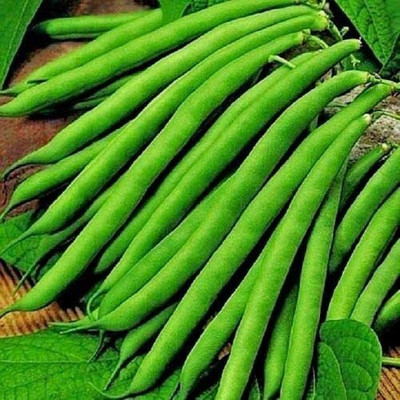 CYBEXIS Seeds of Vegetable Climbing French Bean Cobra-100 Seeds Seed(100 per packet)