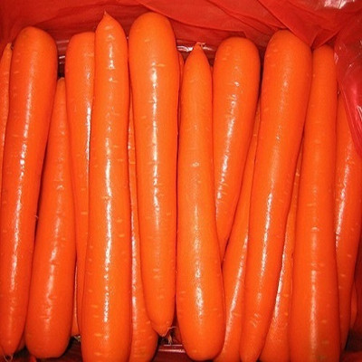 Quentova Orange Carrot विलायती गाजर-5M-AJ Seed(200 per packet)