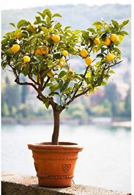 CRGO ® XII-484 Rare Exotic Tropical Fruit Meyer Lemon Dwarf Citrus Seed Seed(8 per packet)