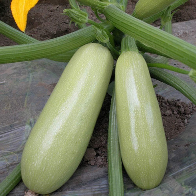 KNESSiN XI-10 Climbing Zucchini Squash Seed(30 per packet)